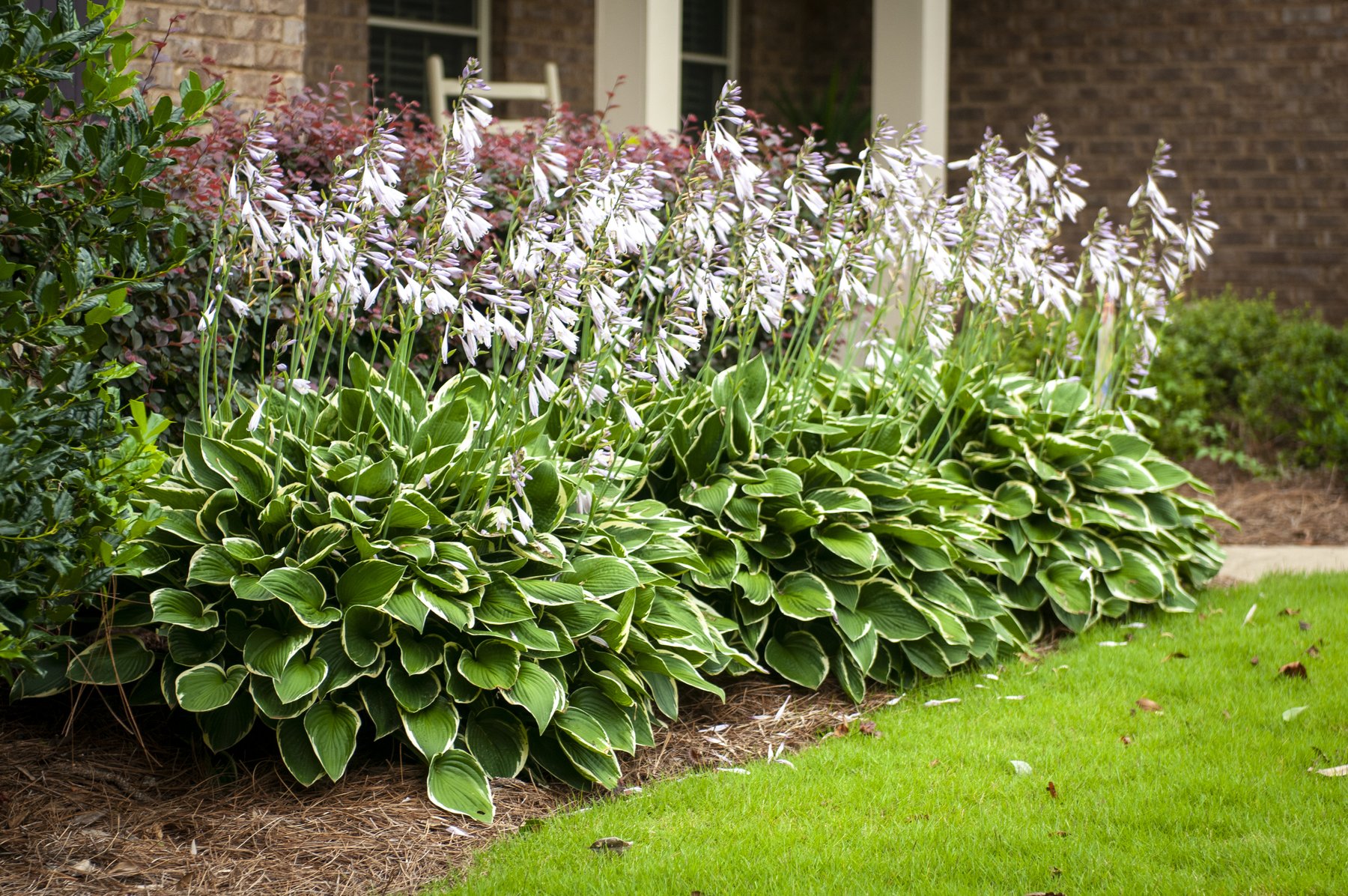 Photograph of Hosta 'Janet'