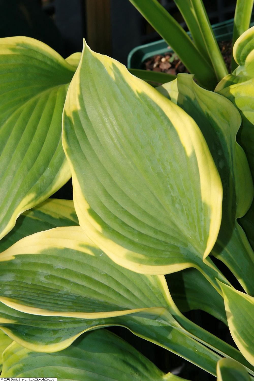 Photograph of Hosta 'Jewel of the Nile'