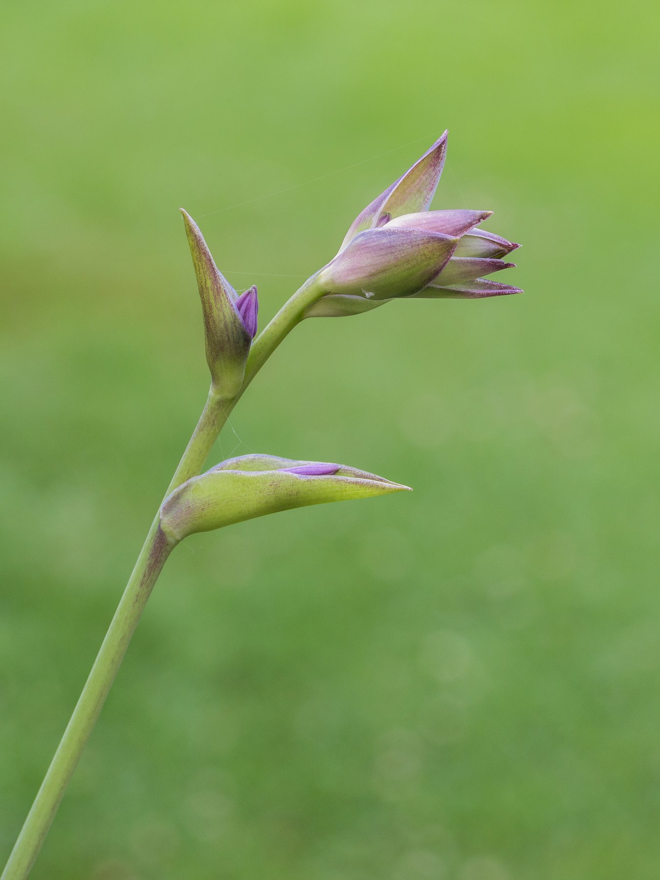 Photograph of Hosta 'Johanne'