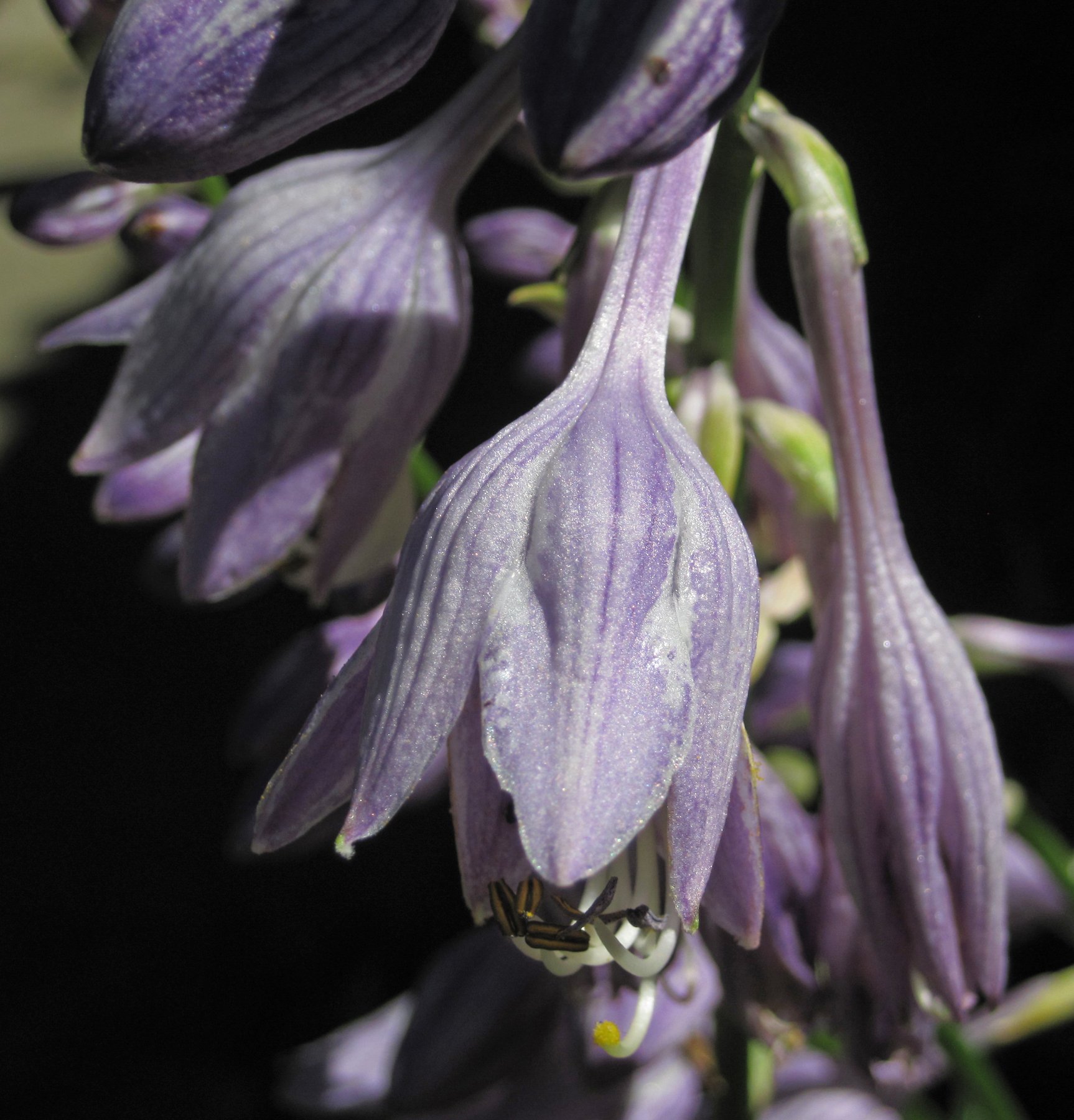 Photograph of Hosta 'John James'
