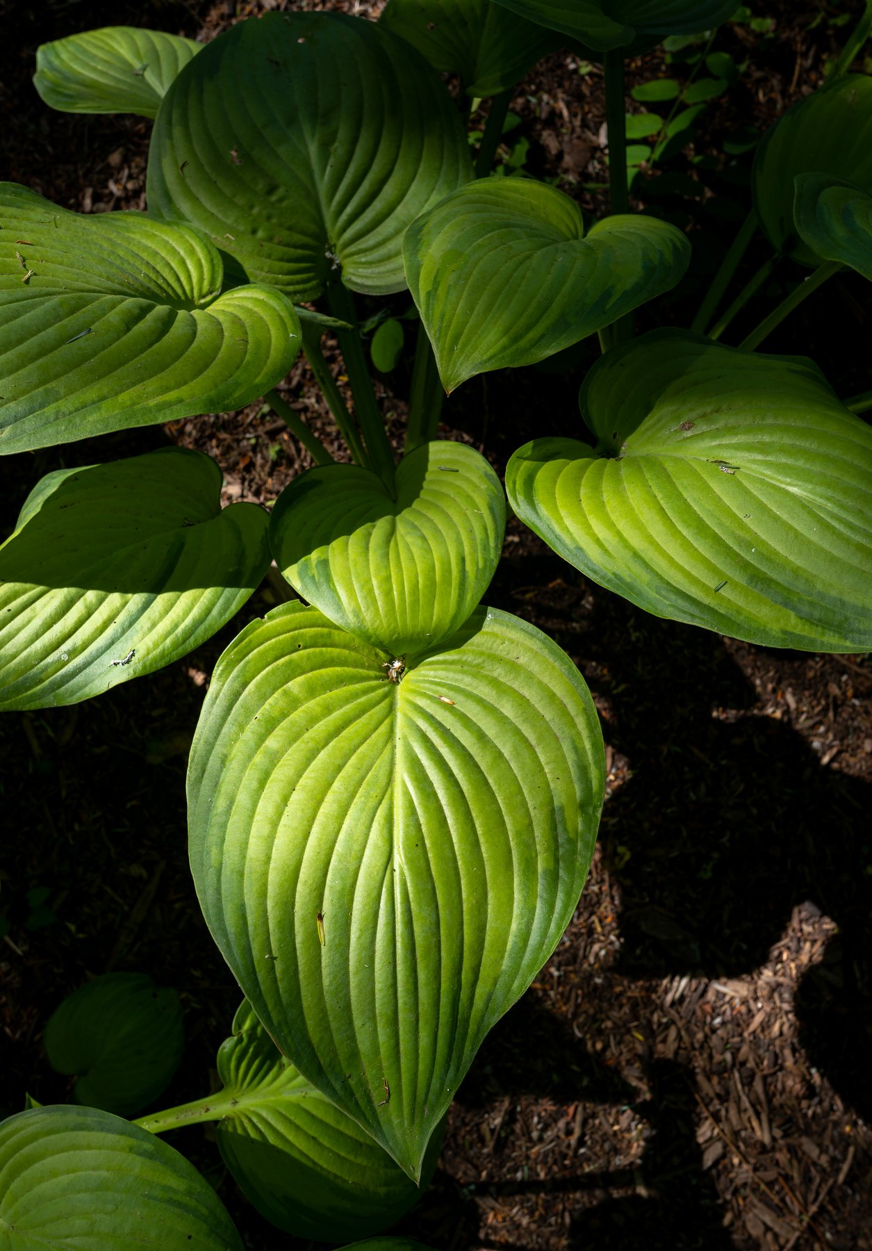 Photograph of Hosta 'Jules'
