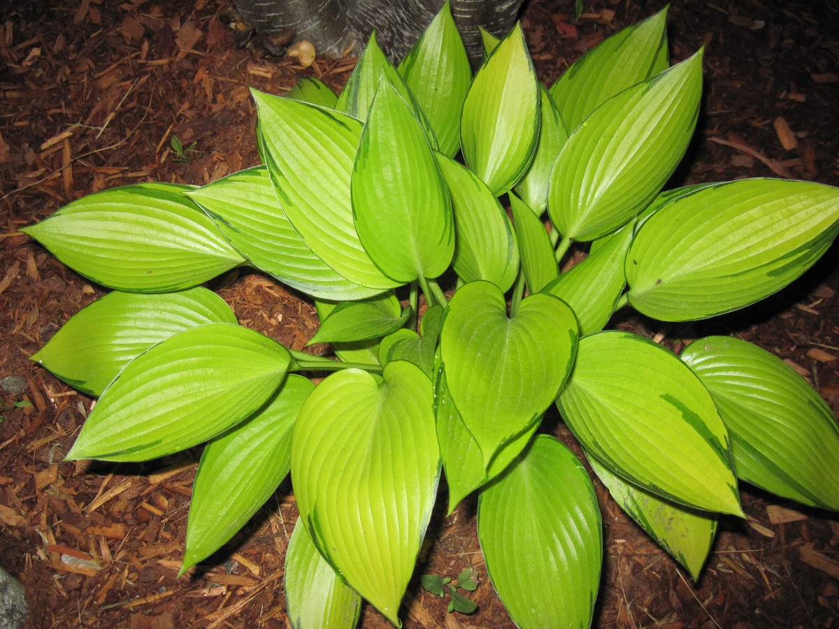 Hosta 'June Fever'
