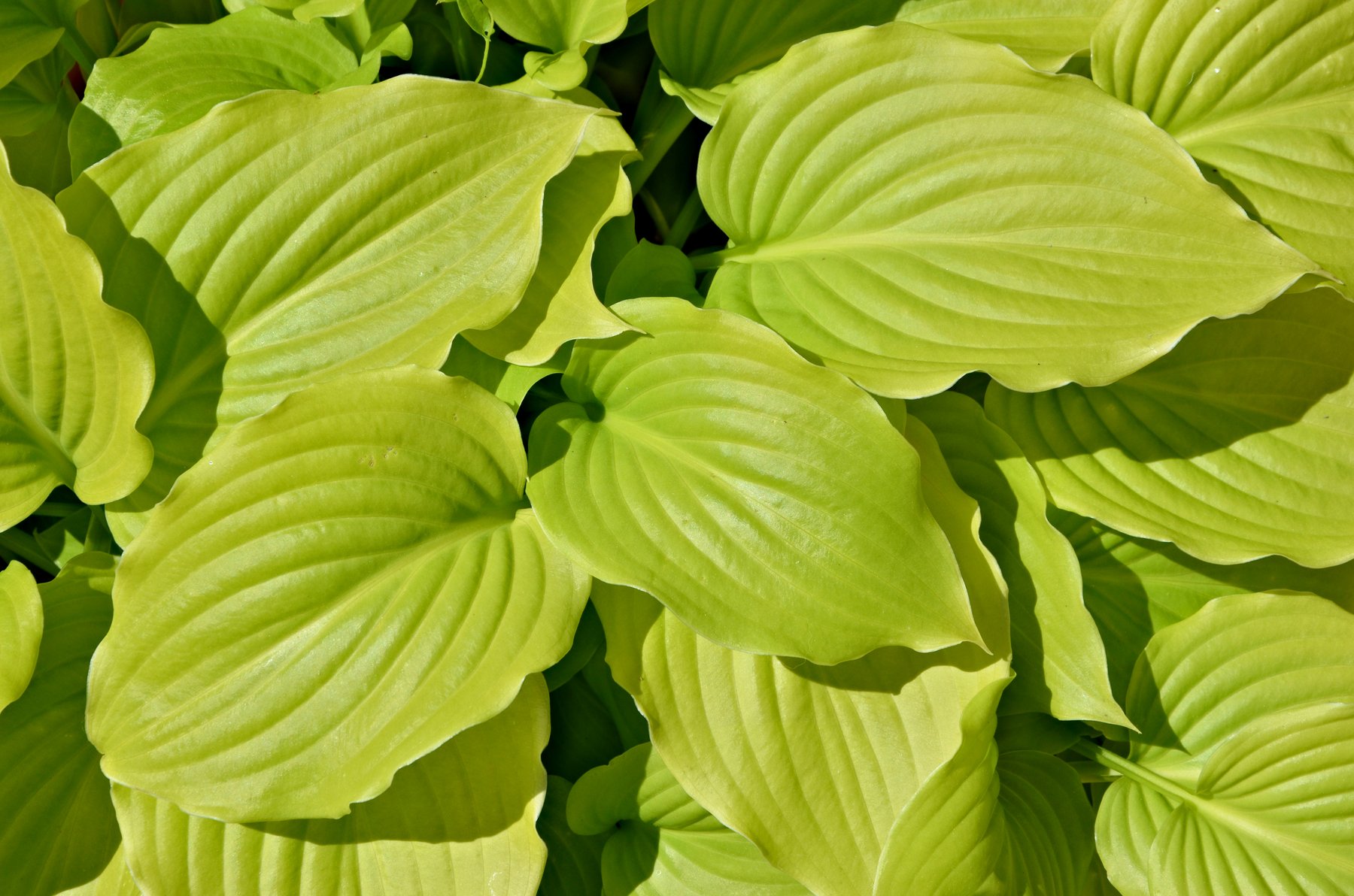 Photograph of Hosta 'June Moon'