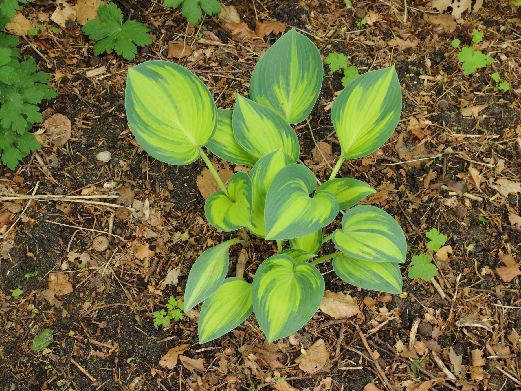 Photograph of Hosta 'June'