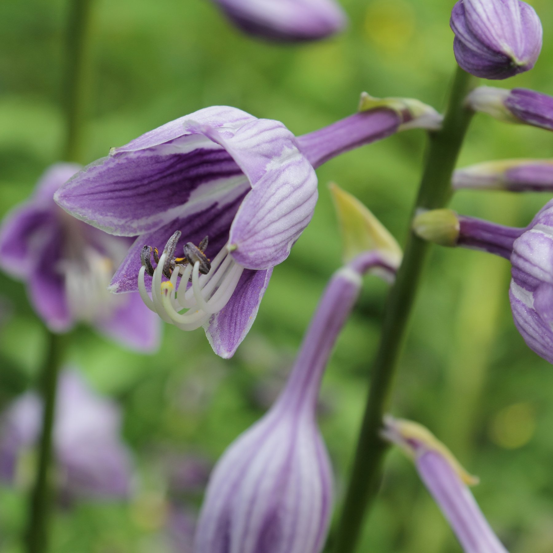 Photograph of Hosta 'T N T'