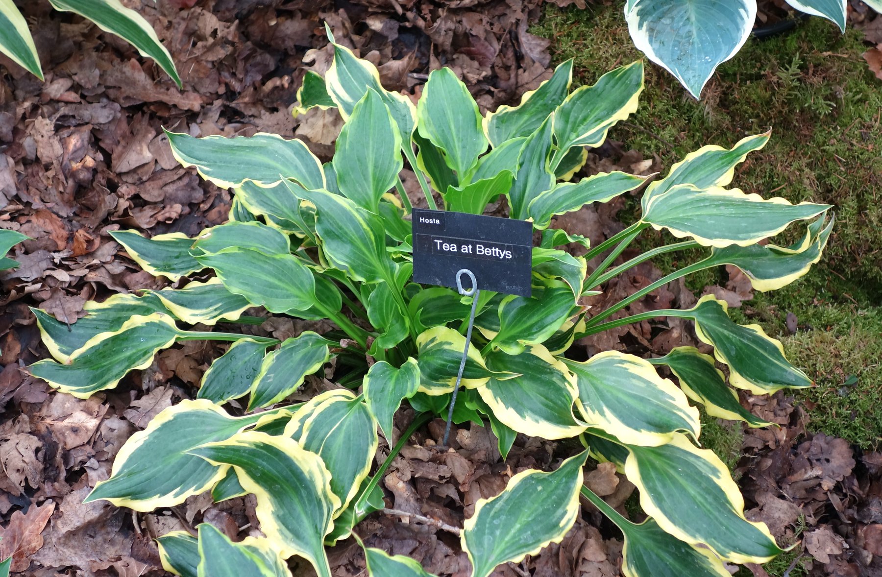 Photograph of Hosta 'Tea at Bettys'