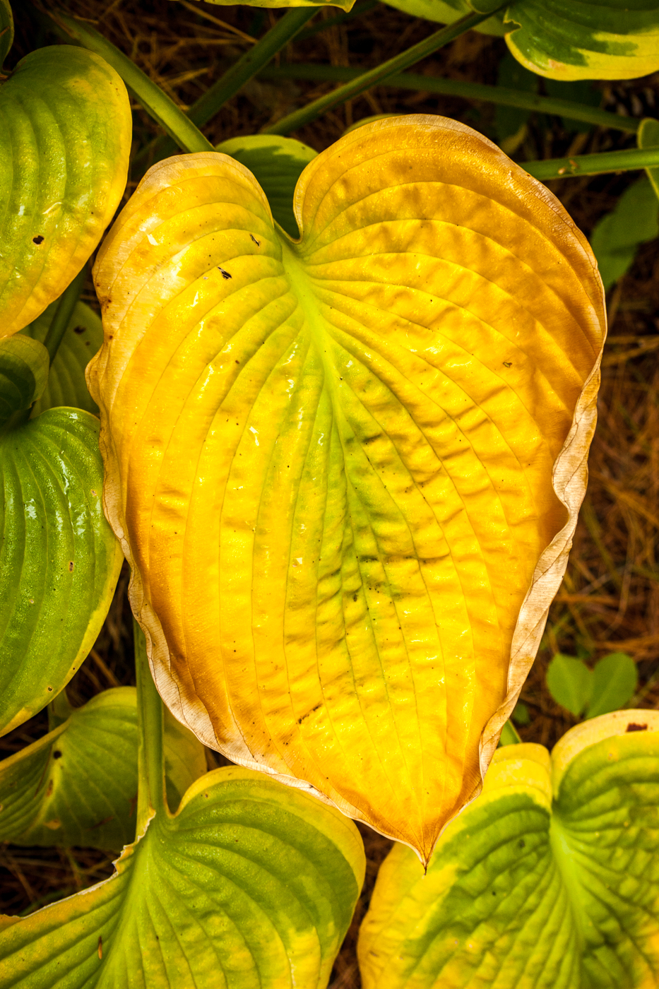 Photograph of Hosta 'Terminator'