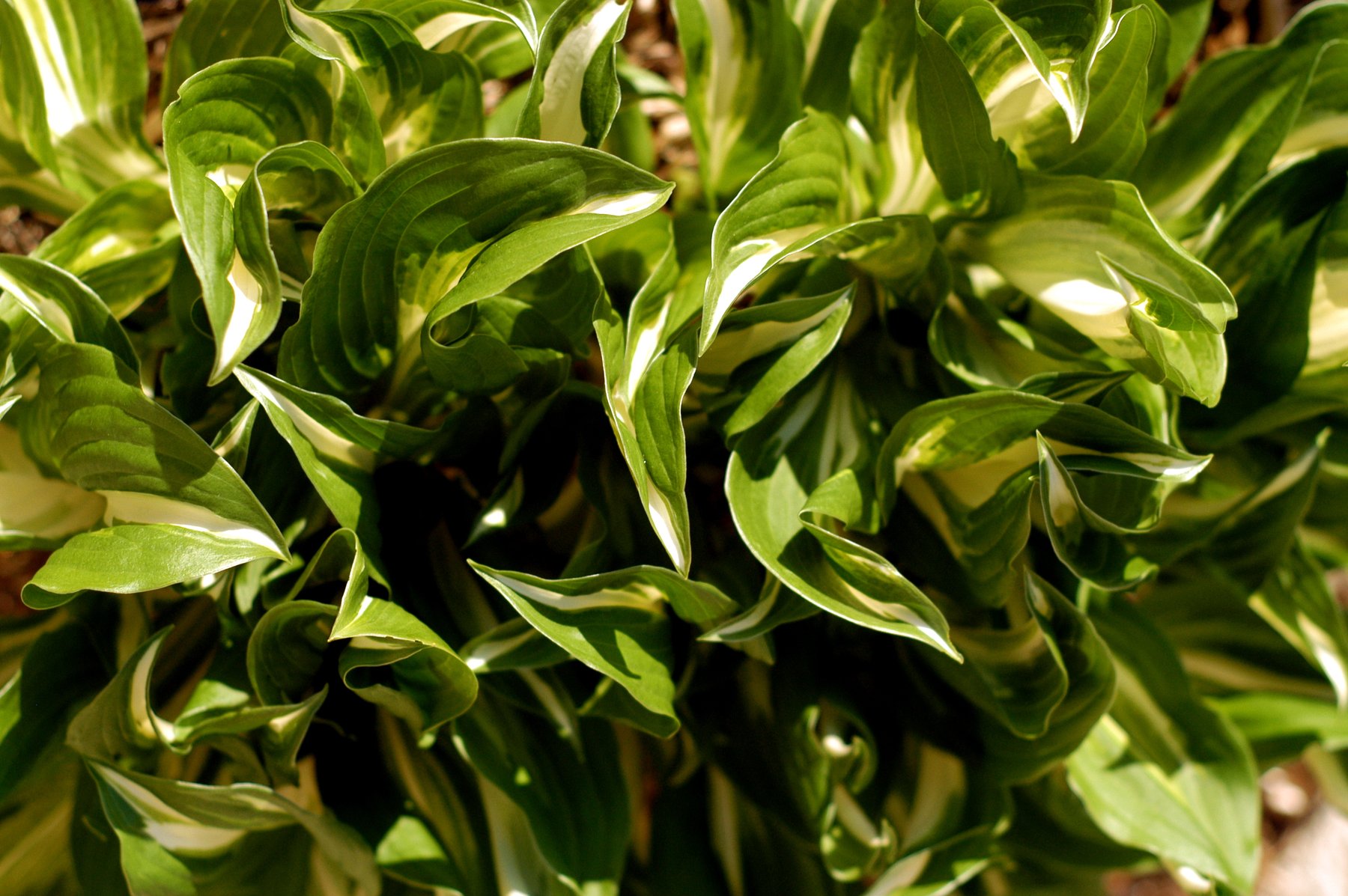 Photograph of Hosta 'Thor'