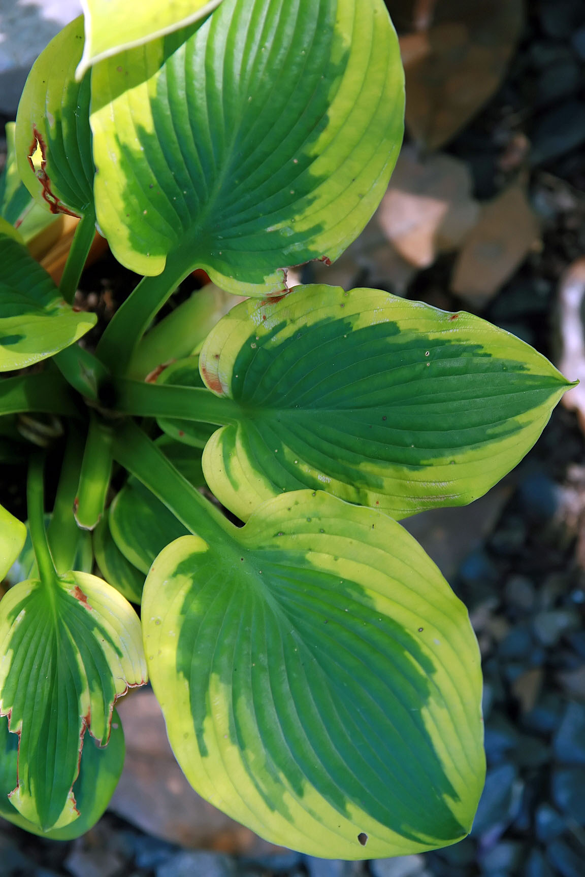 Photograph of Hosta 'Time Tunnel'