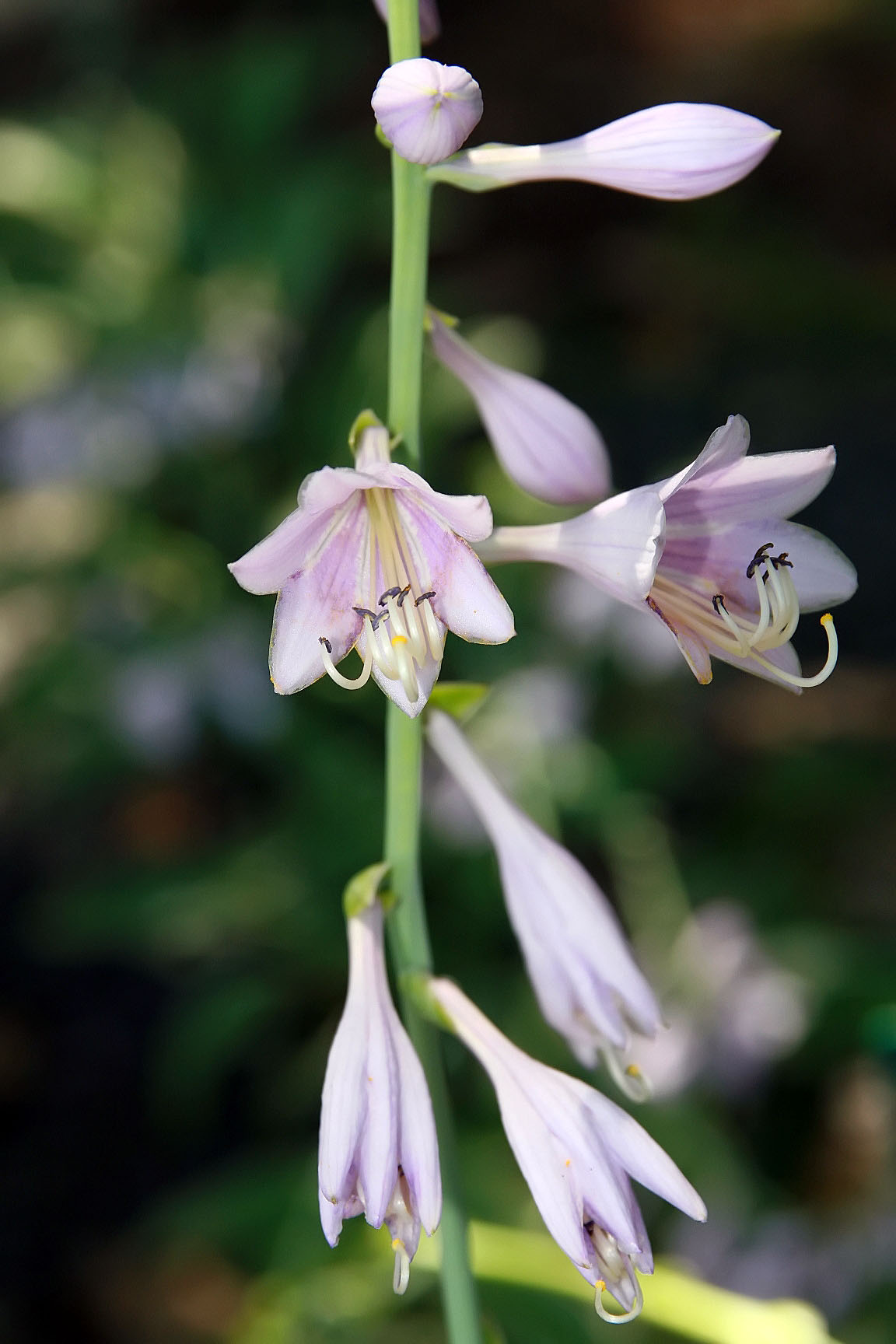 Photograph of Hosta 'Tom Schmid'