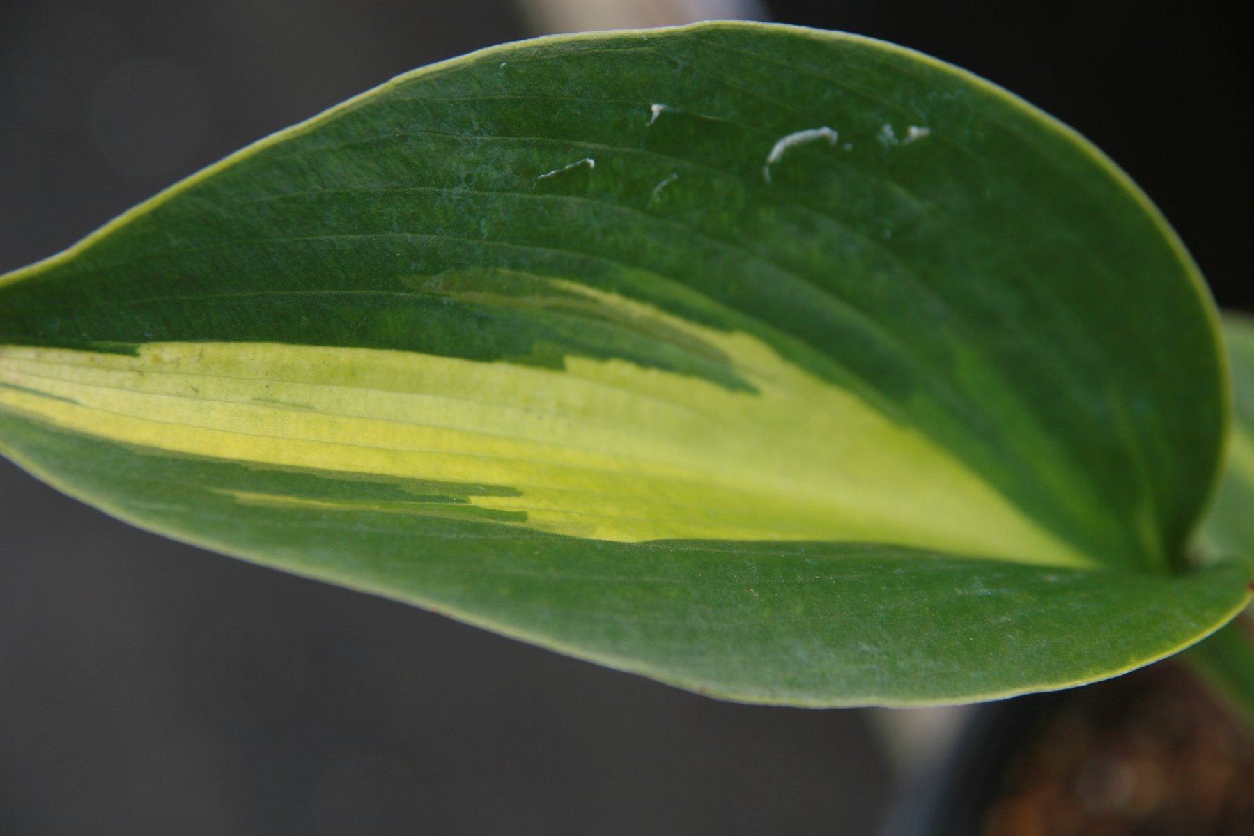 Photograph of Hosta 'Touch of Class'