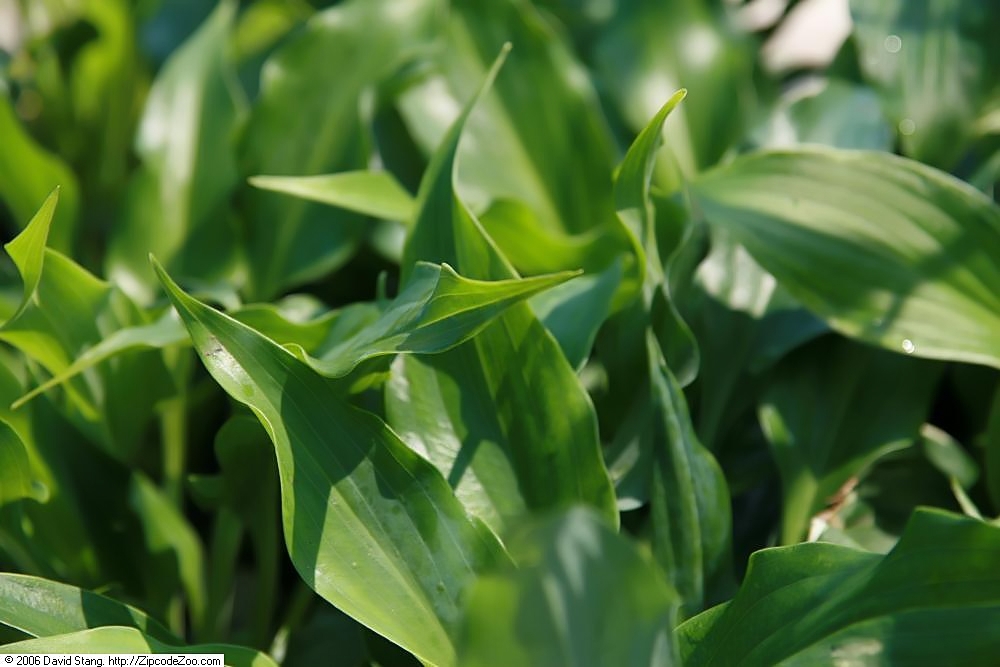 Photograph of Hosta 'Twilight Time'