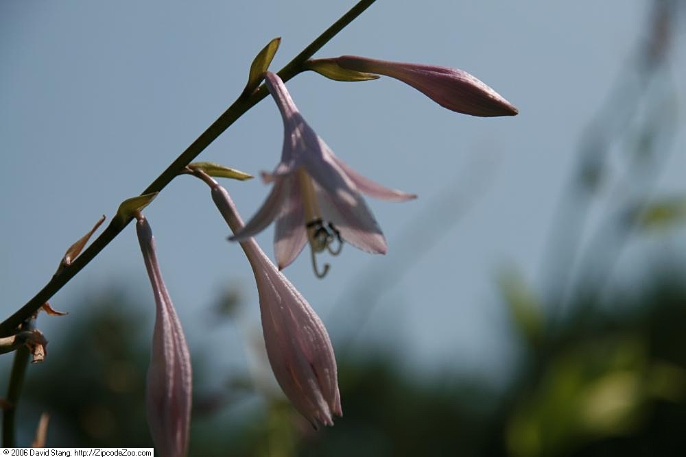 Photograph of Hosta 'Undulata Albomarginata'
