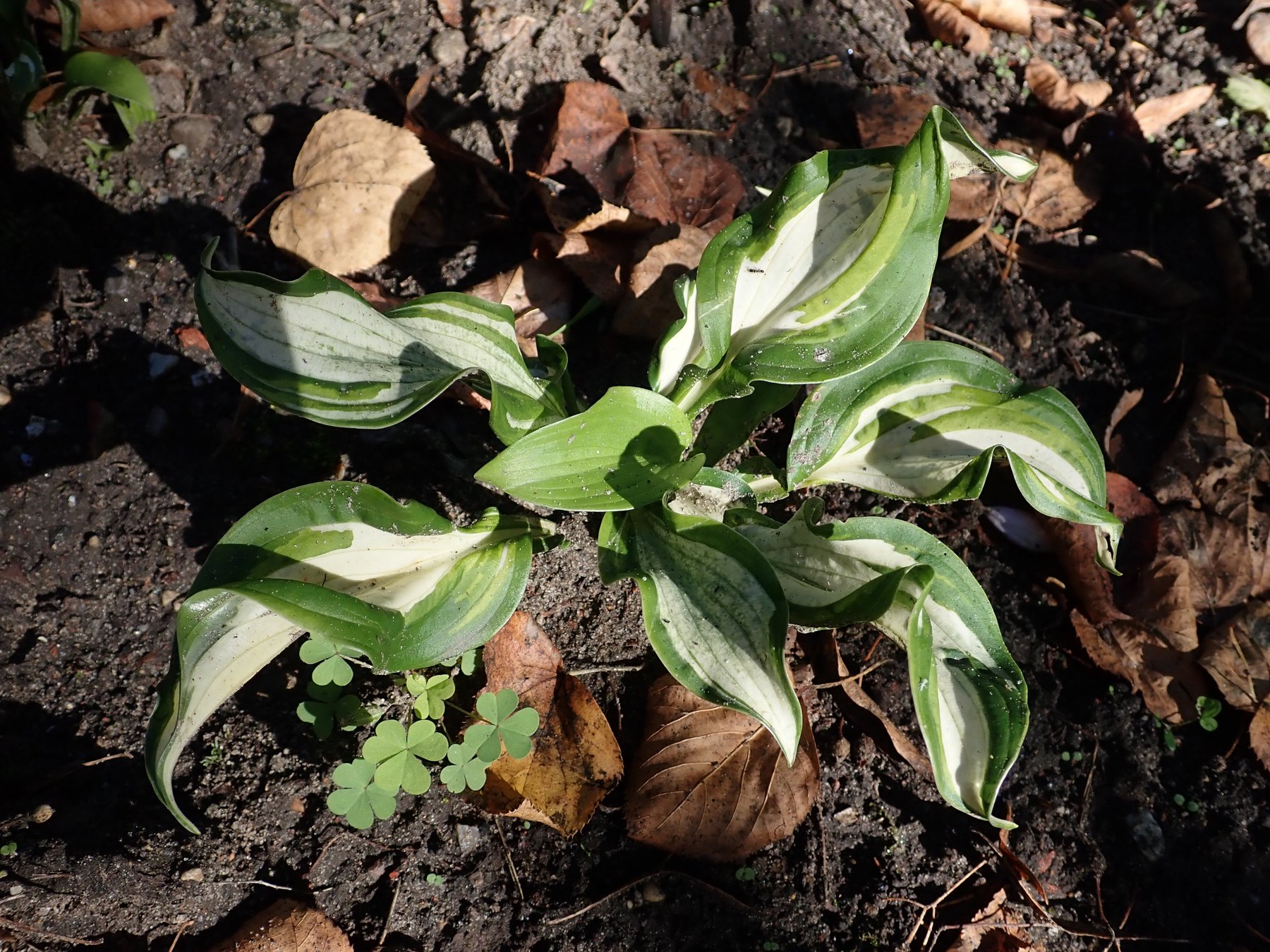 Photograph of Hosta 'Undulata Univittata'