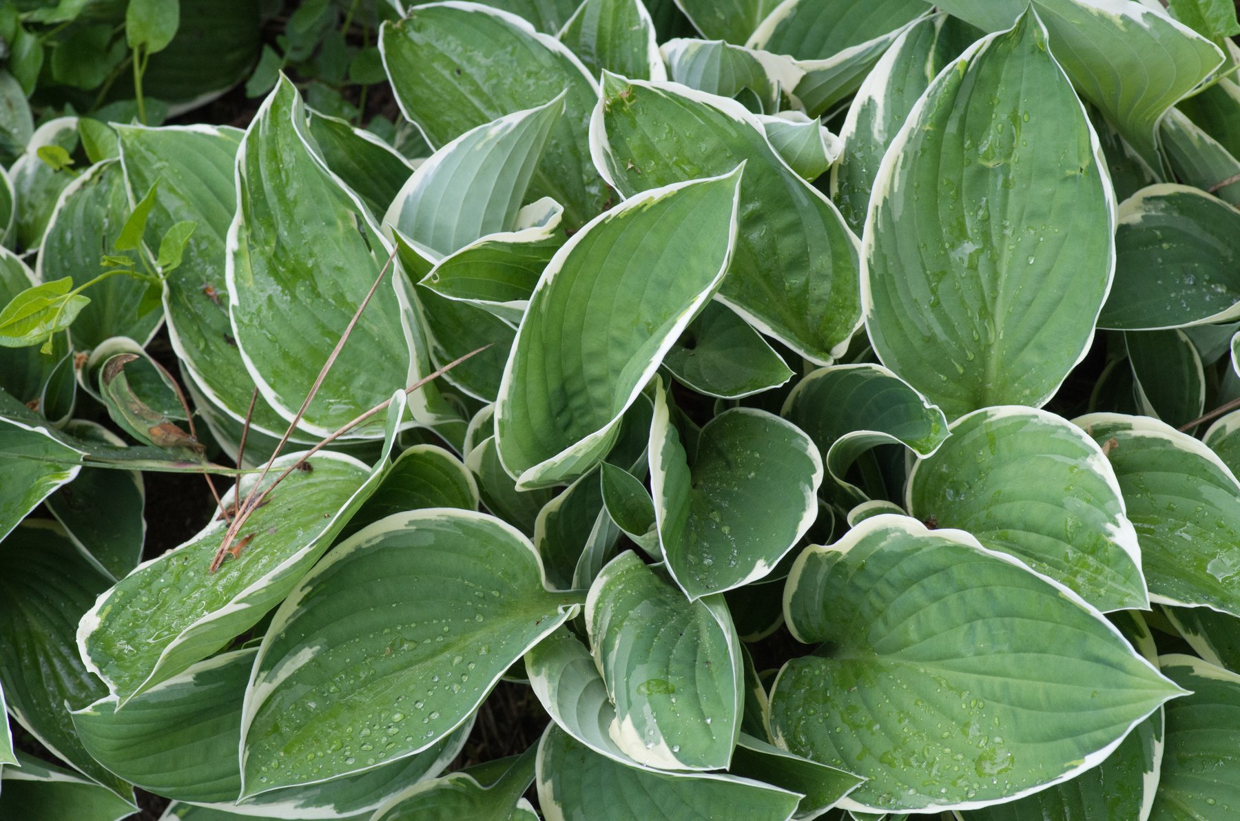 Photograph of Hosta 'Undulata'