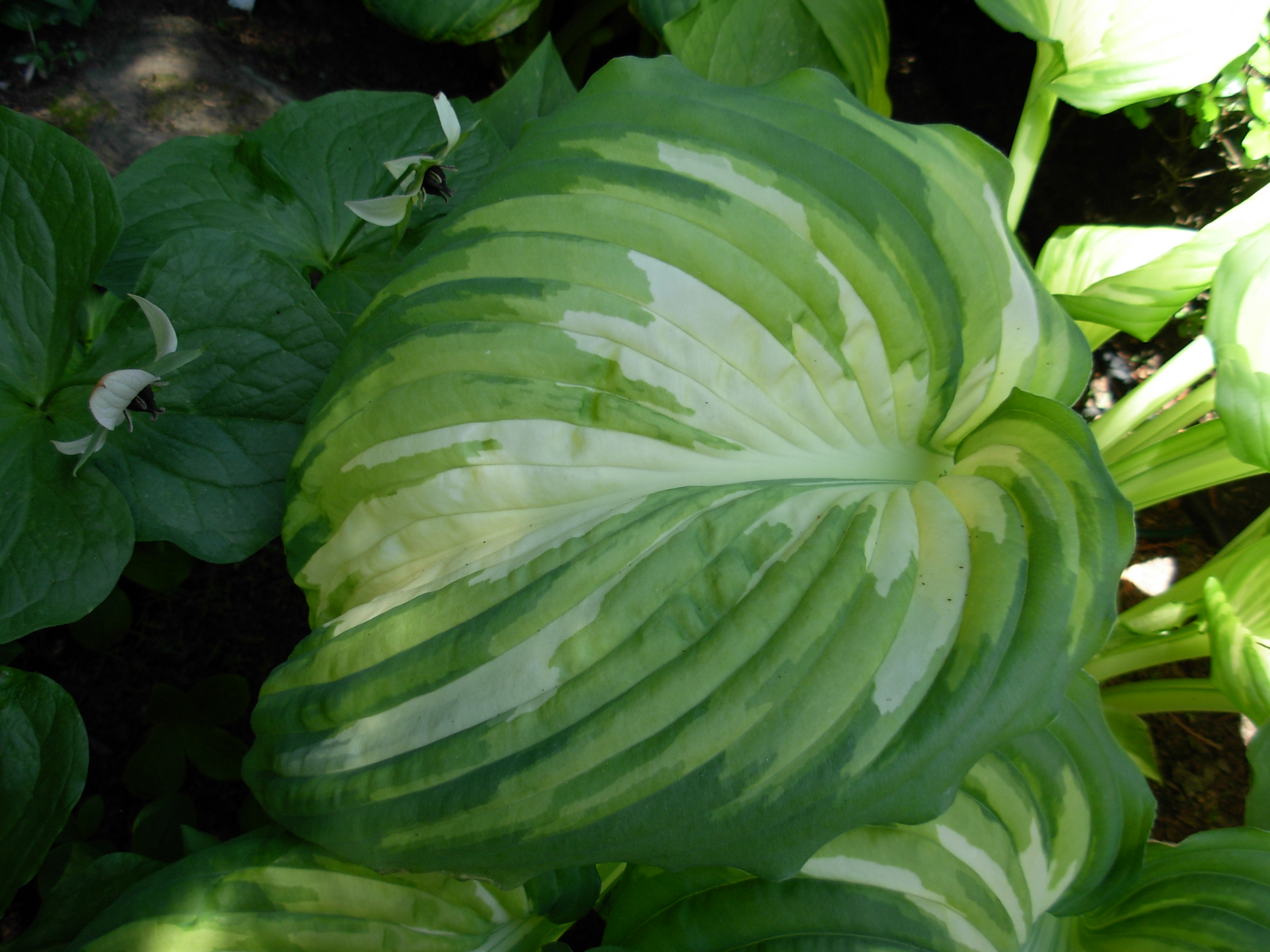 Photograph of Hosta 'War Paint'