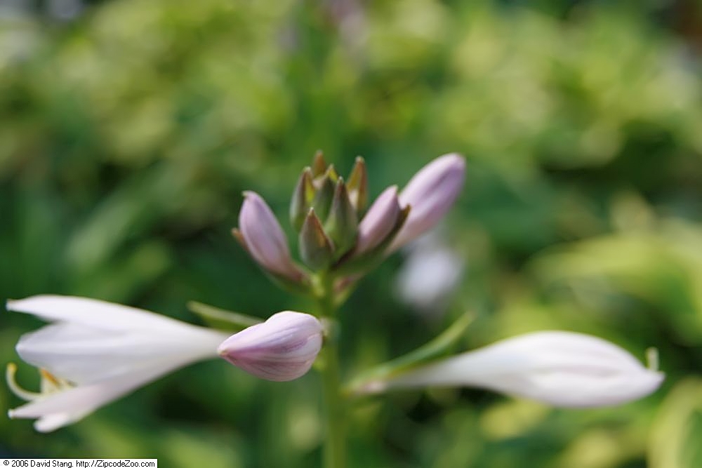 Photograph of Hosta 'Watermark'