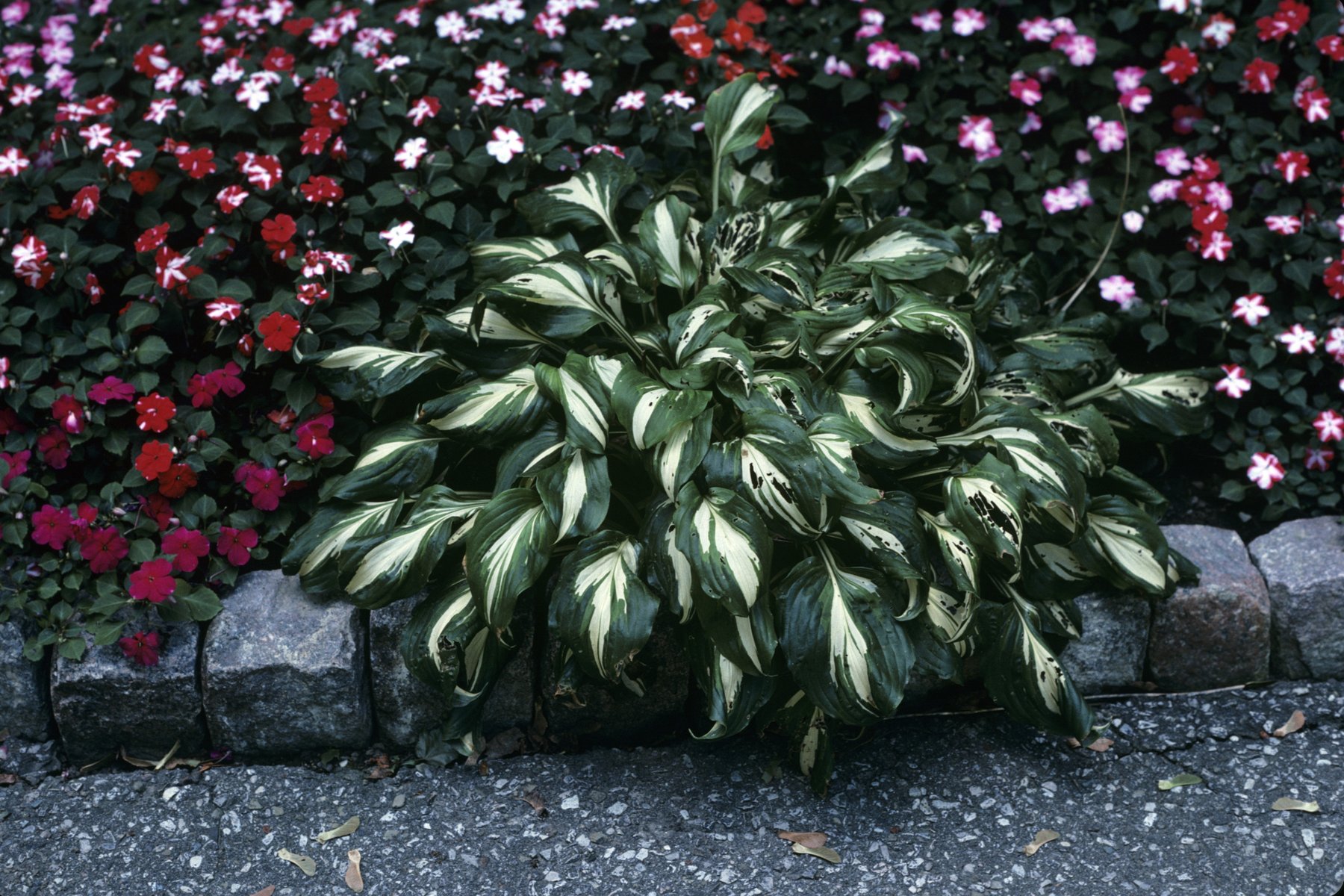 Photograph of Hosta 'Wayne'