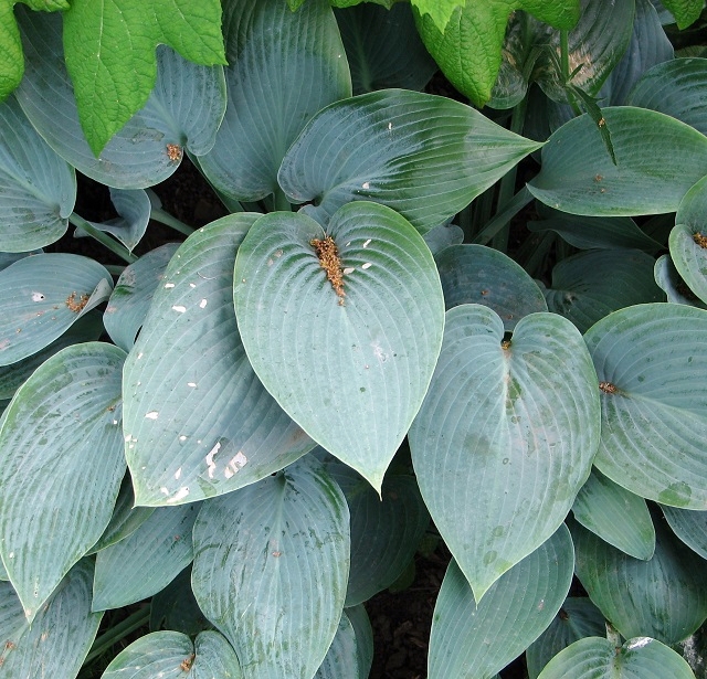 Photograph of Hosta 'Website'