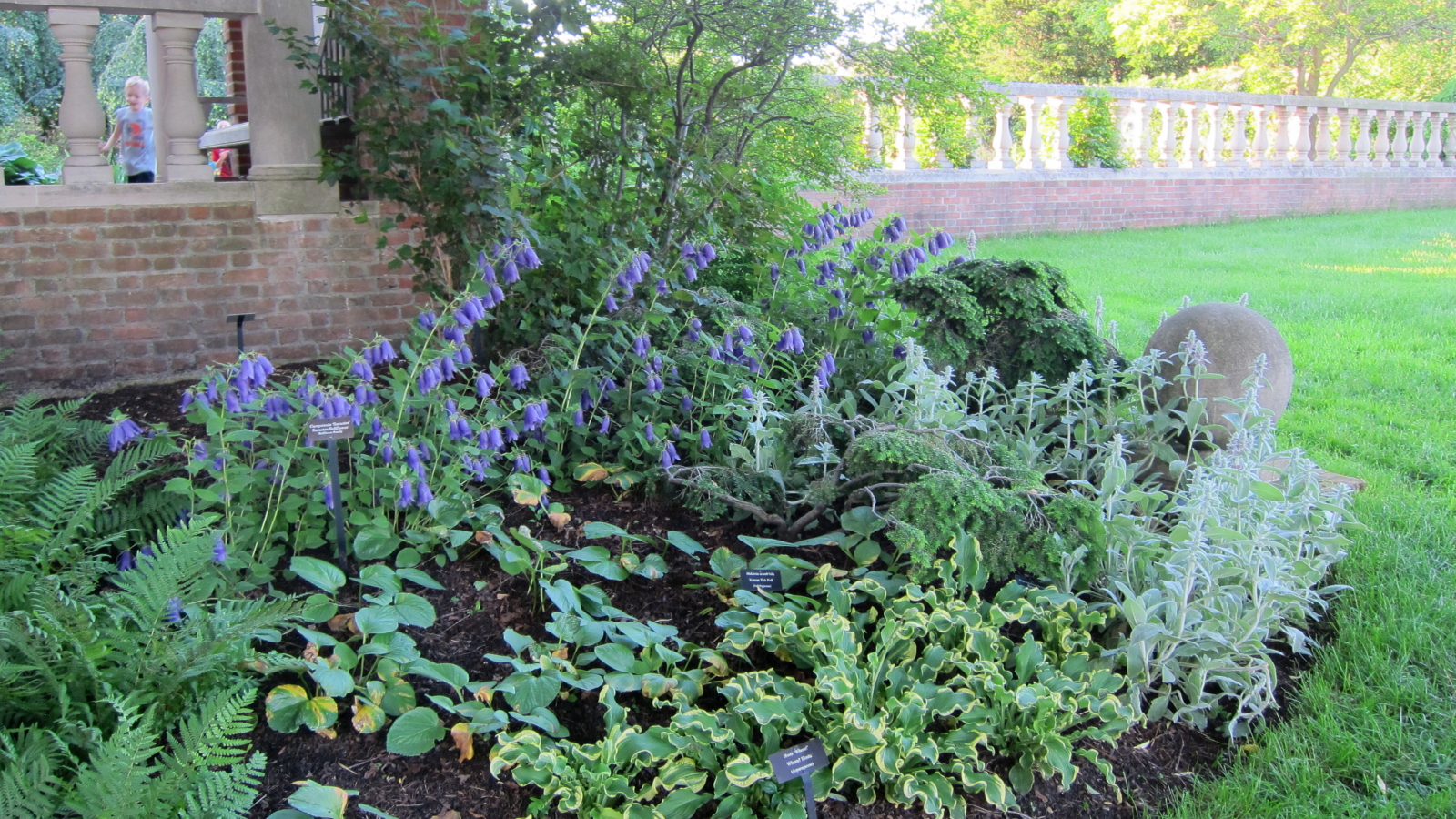 Photograph of Hosta 'Wheee'
