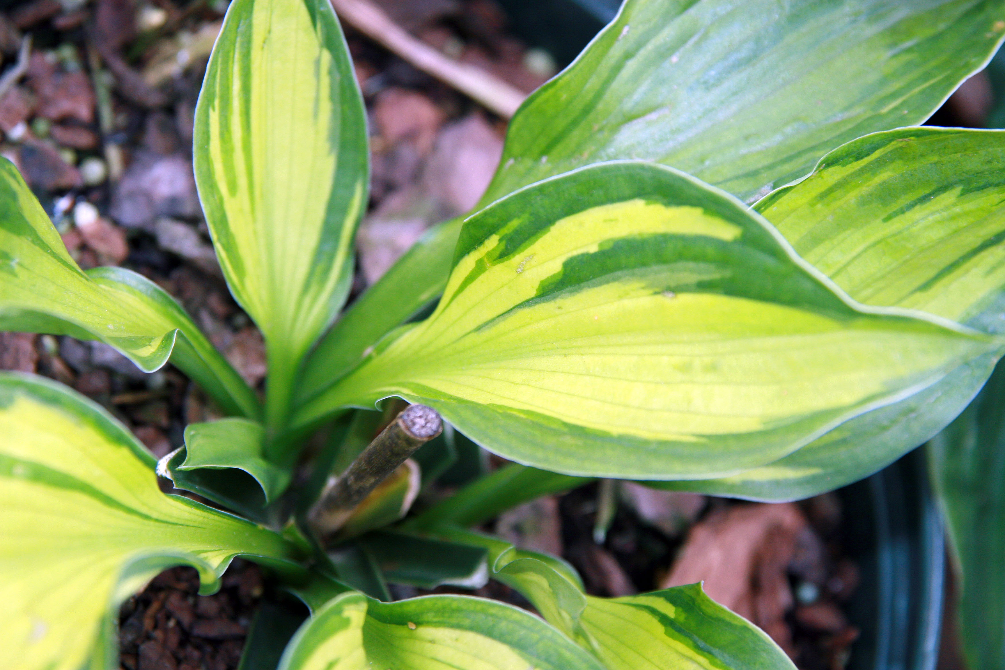Photograph of Hosta 'Whirlwind'
