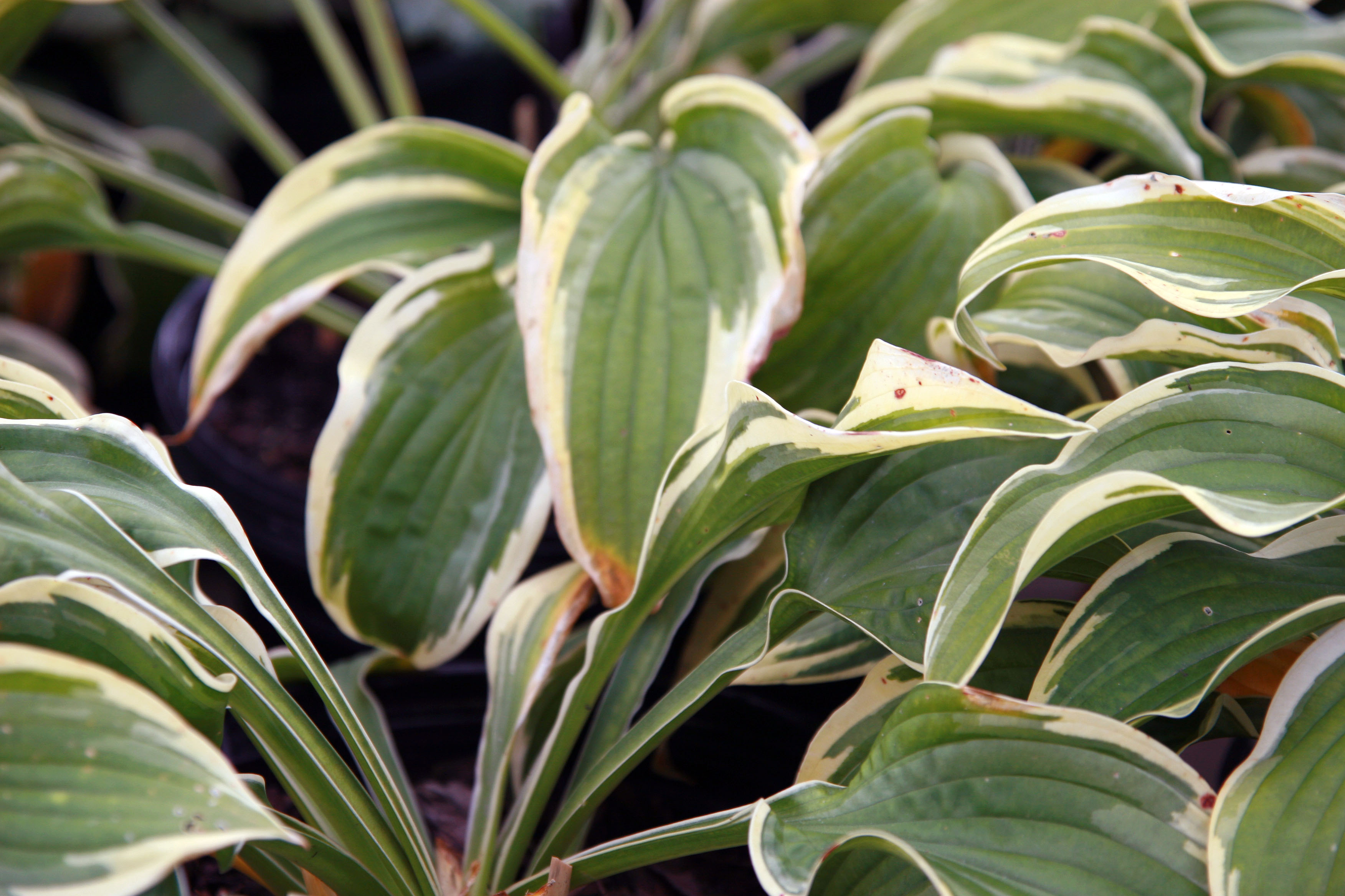 Photograph of Hosta 'Wide Brim'