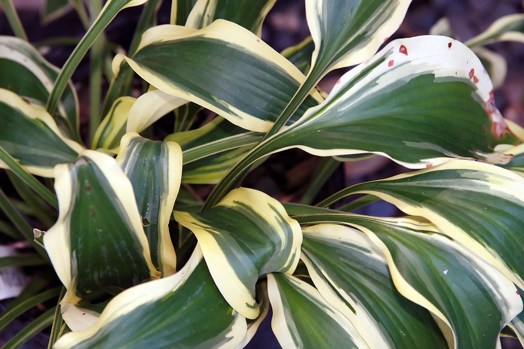 Photograph of Hosta 'Wolverine'
