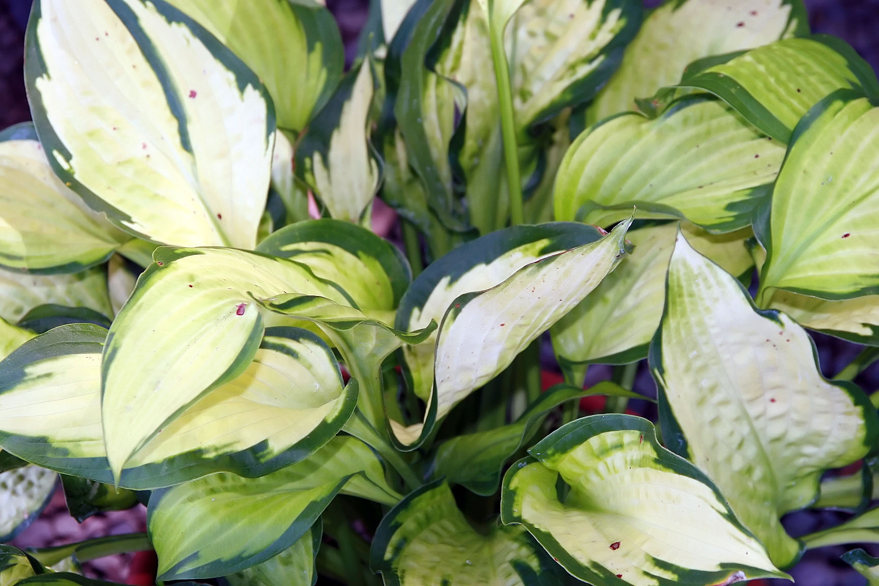Photograph of Hosta 'Yellow River'