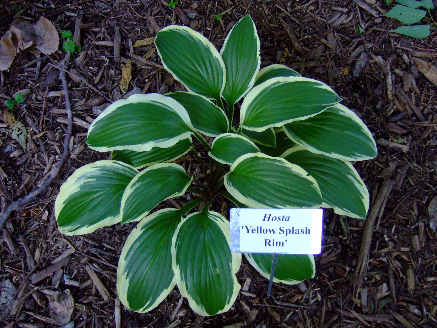 Photograph of Hosta 'Yellow Splash Rim'