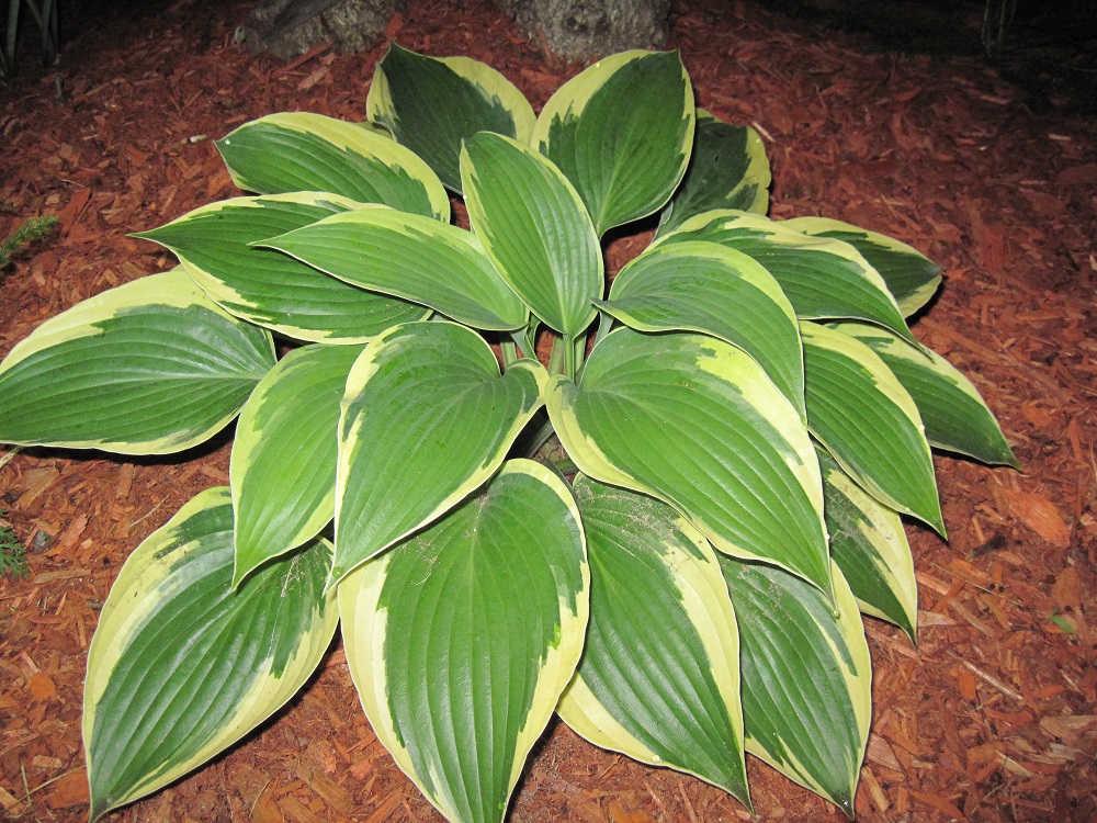 Photograph of Hosta 'Yin'