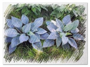 Blue hostas pictures