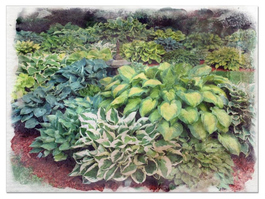 Hostas pictures