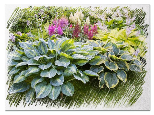 Companion plants for hostas pictures