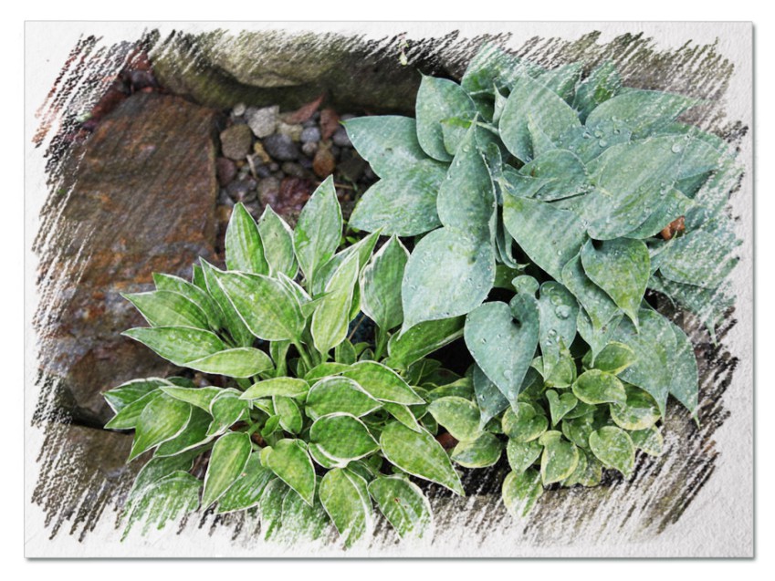 Dwarf hostas pictures