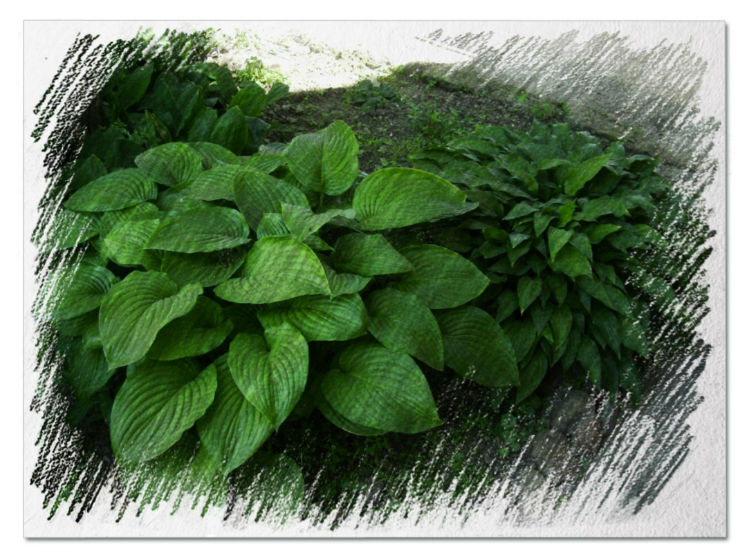 Hostas for shade pictures