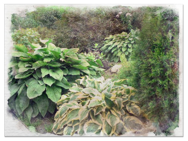 Giant Hostas pictures