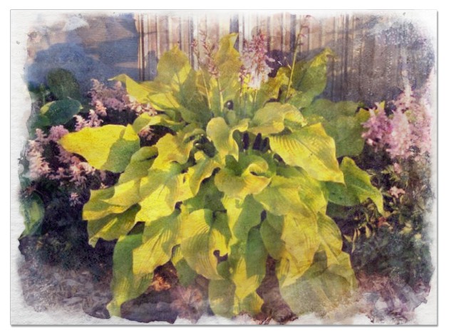 Hostas for sun pictures