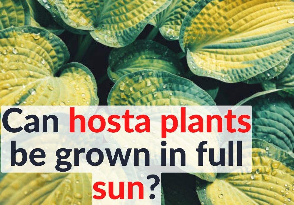 Can hosta plants be grown in full sun?