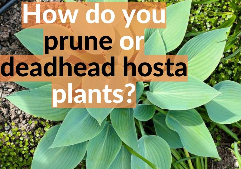 How do you prune or deadhead hosta plants?