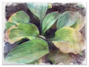 Hostas Bacterial Soft Rot pictures