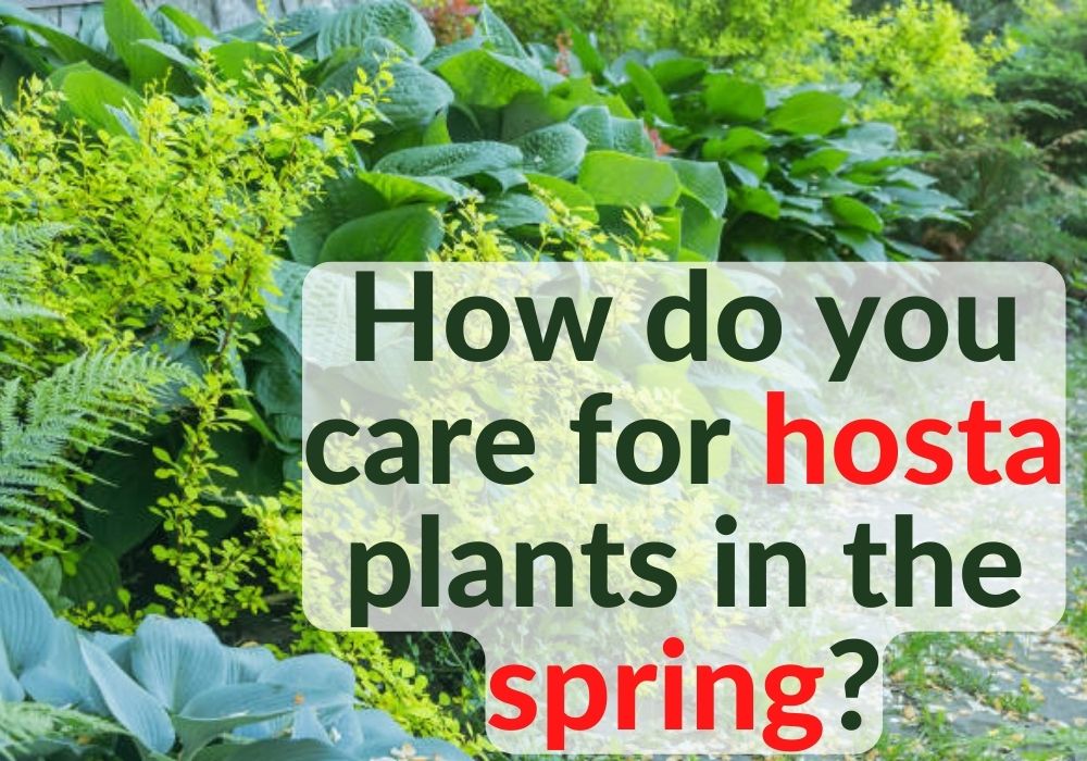 How do you care for hosta plants in the spring?