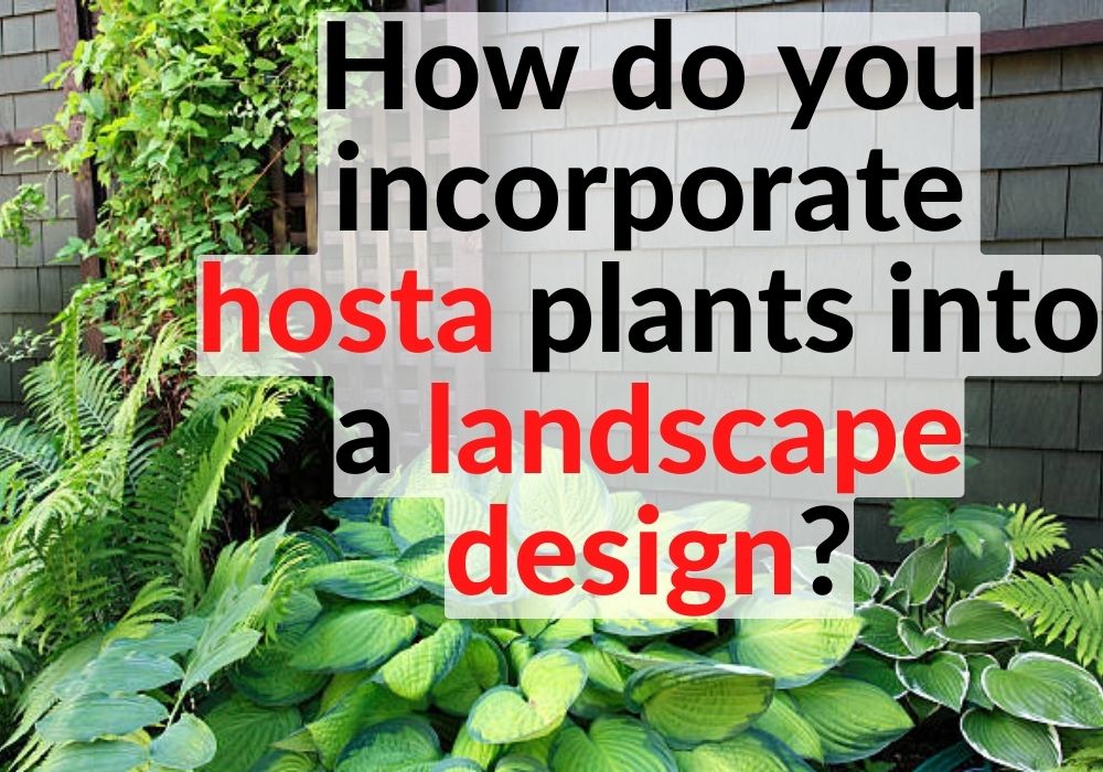 How do you incorporate hosta plants into a landscape design?