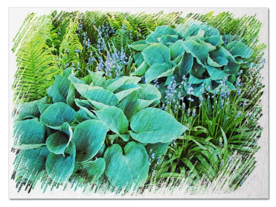 Hostas for shade pictures