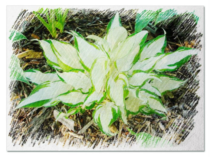 White hostas pictures