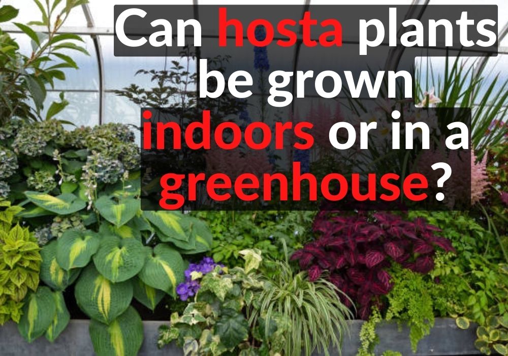 Can hosta plants be grown indoors or in a greenhouse?