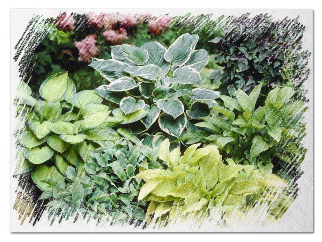 Types of hostas pictures