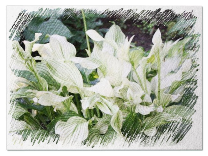 White Feather Hosta pictures