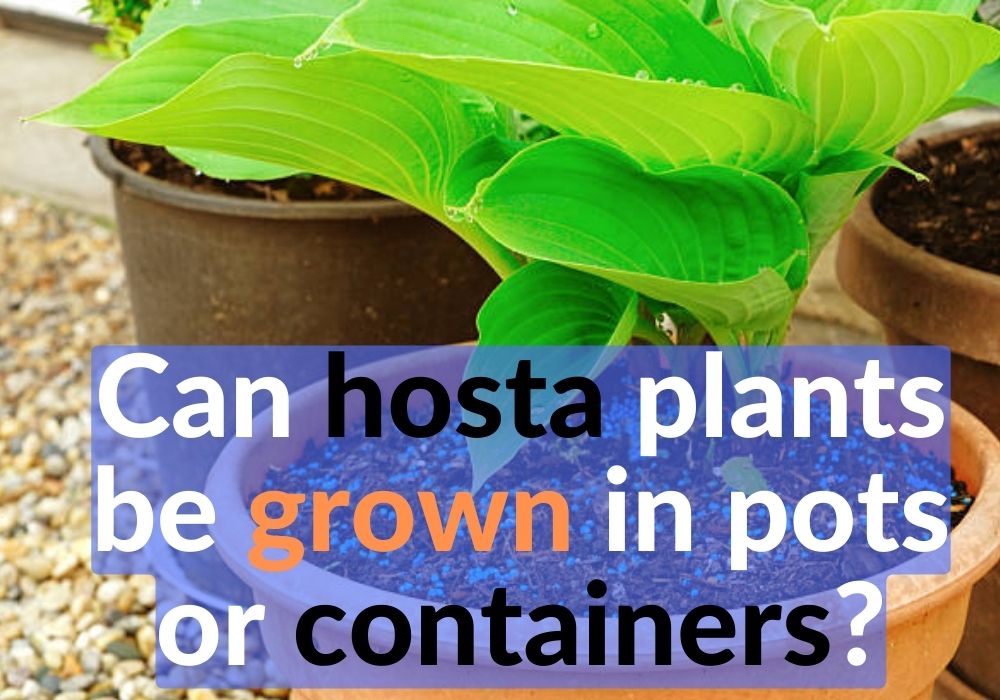 Can Hosta Plants Be Grown in Pots or Containers?