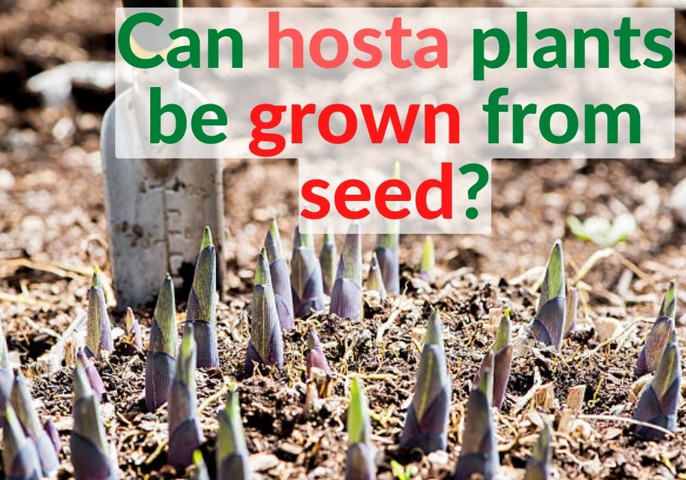 Can hosta plants be grown from seed?