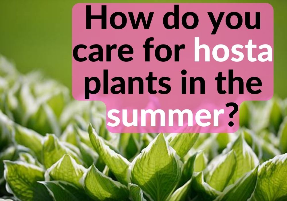 How do you care for hosta plants in the summer?
